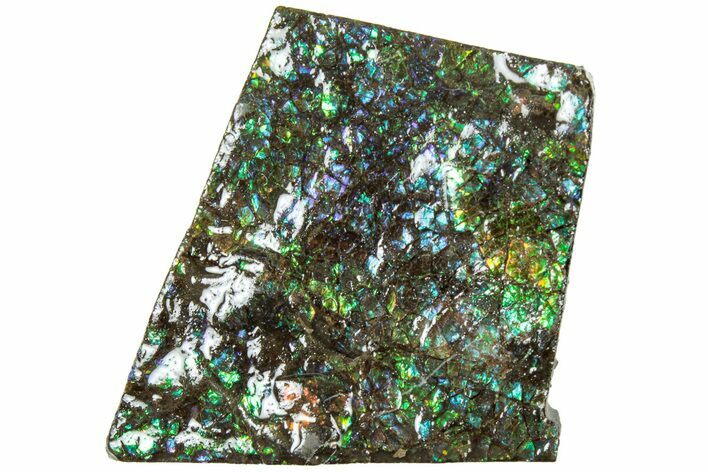 Iridescent Ammolite (Fossil Ammonite Shell) - Alberta #311415